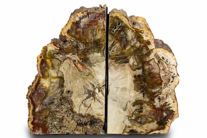 Tall Colorful Petrified Wood Bookends - Madagascar #303559